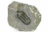 Morocconites Trilobite Fossil - Ofaten, Morocco #323384-3